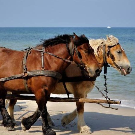 Slowicze Gniazdo Kopalino Εξωτερικό φωτογραφία